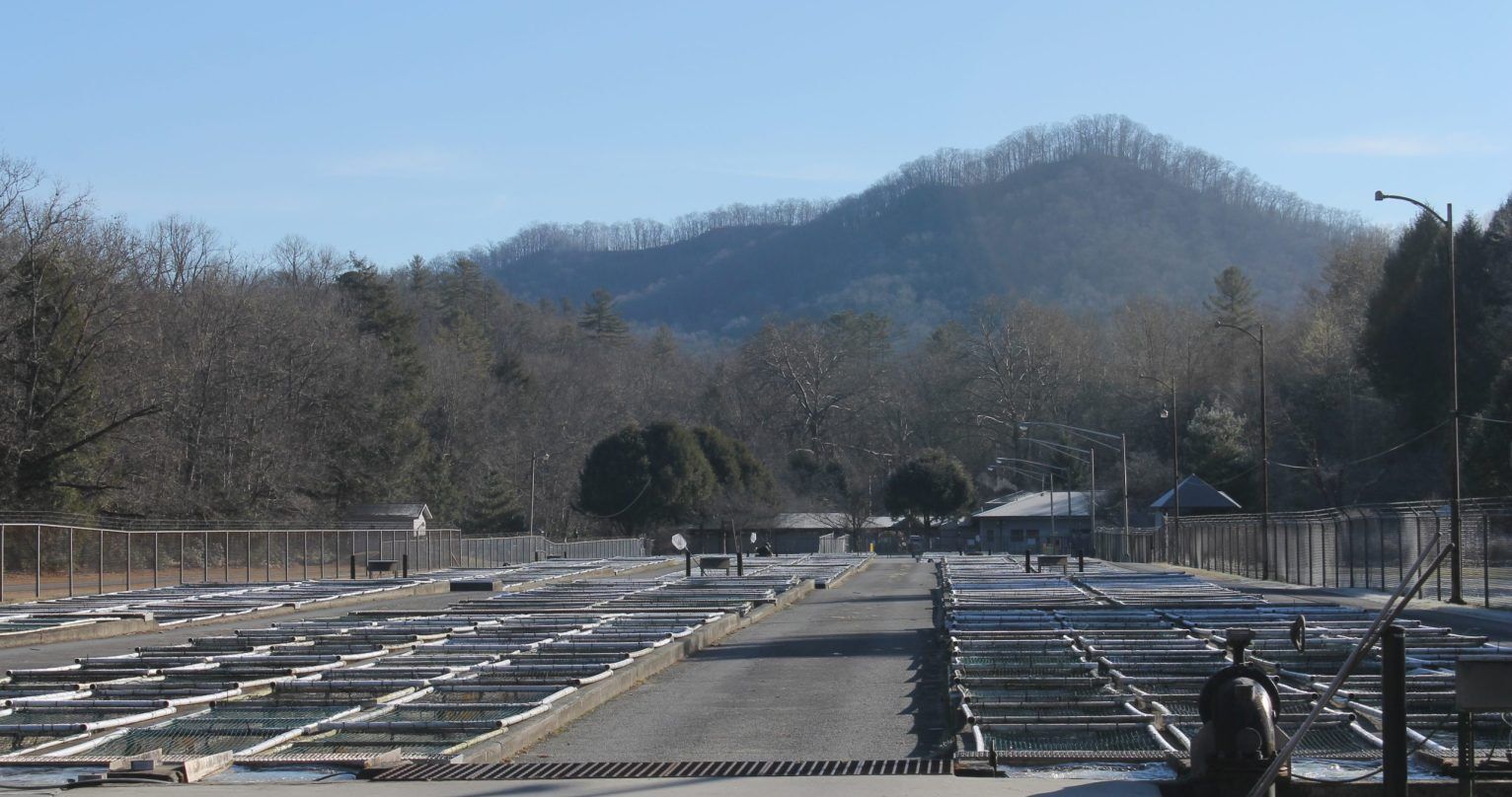 Raceways-at-Setzer-Hatchery-scaled.jpg